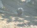 videos de susy pig motore a scoppio