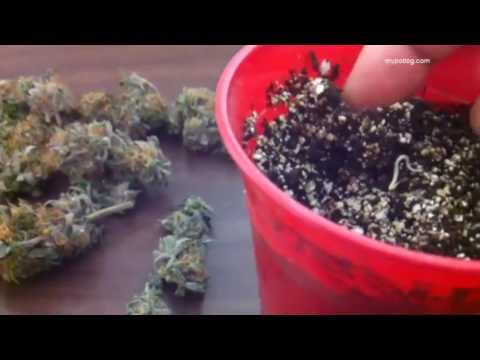 how to take care of mj plant