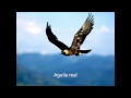 ROMMY GONZALEZ,,AGUILAS DE JESUS...