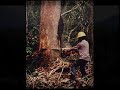 brazil-for-travelers-amazon-rainforest.html