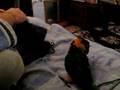 videos de Isildur playing