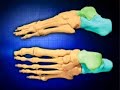 Biomechanics of the foot www.footkneepain.com.au