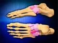 Biomechanics of the foot www.footkneepain.com.au