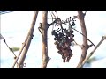 Vignoble des Agaises, Cuv�e Seigneur Ruffus: Ca alors! 2005