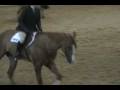 videos de Zips Dun Version Reserve Champion Sr HUS_0001.wmv