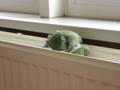 videos de Dibbes valt in slaap op (in) de radiator