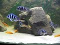 Frontosa Becken Frontosa Becken