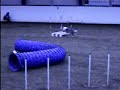 Makker a fast senior agility dog
