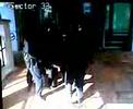 Mark Morrison Arrest By 35 Armed Police 6th Feb \ Mark Morrison Arrest By 35 Armed Police 6th Feb \
