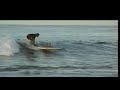this is the full version of the famous pig of Poipu, actually surfing!! I hope you enjoy it! While here on Kaua, email me for a surfing lesson at honihonihoney@hotmail.com