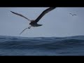 Black-footed Albatross- Albatros patinegro (Phoebastria nigripes) Black-footed Albatross- Albatros patinegro (Phoebastria nigripes)