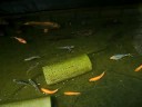 New fish (koi)