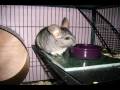 TAKING GOOD CARE OF YOUR CHINCHILLAS PART 3 TAKING GOOD CARE OF YOUR CHINCHILLAS PART 3