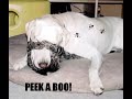FUNNY DOGS 6