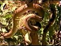 python eats bird