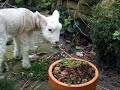 lottie our pet lamb (loaned by dan as her mother had too many lambs to look after) playing in our garden, saying hello to the chickens, and harassing our rabbits!