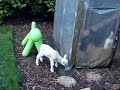 Lottie the Lamb at hencam.co.uk! Lottie the Lamb at hencam.co.uk!
