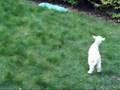 Lottie the Lamb at hencam.co.uk!