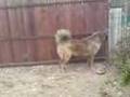 videos de Kennel 