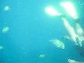 DiCAPacで撮影したピピ島(プーケット)の魚たち