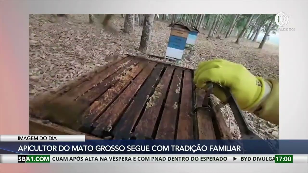 Apicultor do Mato Grosso segue com tradição familiar na produção de mel