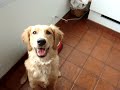 Honey The Golden Retriever
