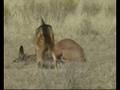 Slow-Motion Caracal VS Jackals