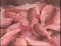 Behind the Fulton Fish Market