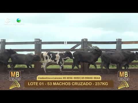 534� LEIL�O VIRTUAL MB LEIL�ES