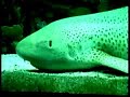 fish music