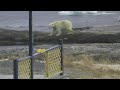 Greenspond Polar Bear