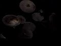 play video on Last.fm