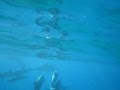 Swimming with dolphins in Lana'i, Hawaii - YouTube