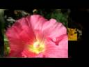 Flower Dance Flower Dance
