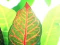 Greenshit  \"Let\