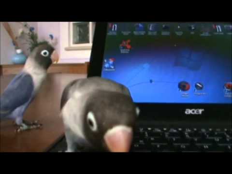 Vedi il video