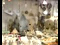 Jade Market in Yau Ma Tei - Video 1