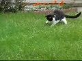 Chipmonk Ninja vs. Cat