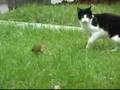 Chipmonk Ninja vs. Cat