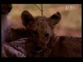 Young & Wild - Family Ties - Lion Cubs & Lionesses Young & Wild - Family Ties - Lion Cubs & Lionesses