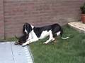 great dane and dashund