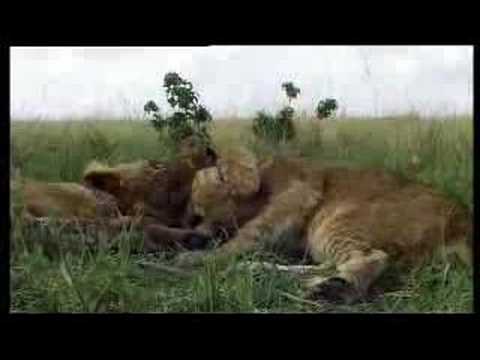 YOUNG LION CUB