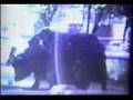 Granby Zoo 1970s Visit #2
