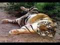 tijger`s
