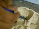 Neuroanatomia 1 facimed