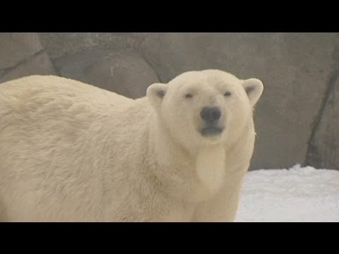 Mosca: tre cuccioli di orso bianco