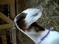 Many goats.mov