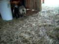 videos de Many goats.mov