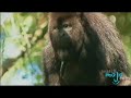 Belize: The Natural Paradise