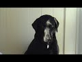 Dog falls asleep and bangs head